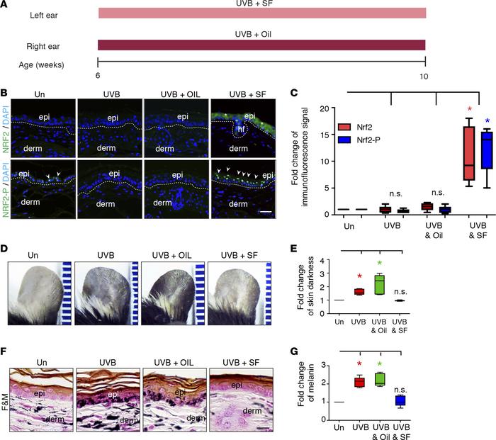 NRF2 agonist treatment prevents UVB-induced skin ear pigmentation in mic...