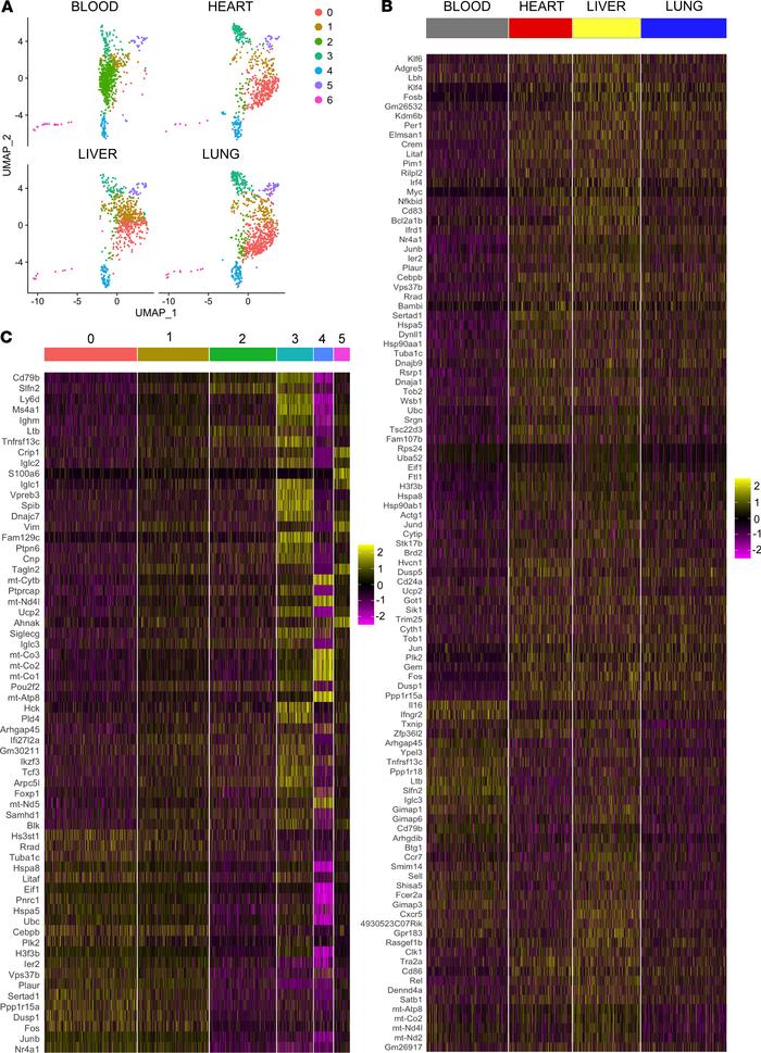 Myocardial-associated B cells are part of a pool of organ-associated B c...