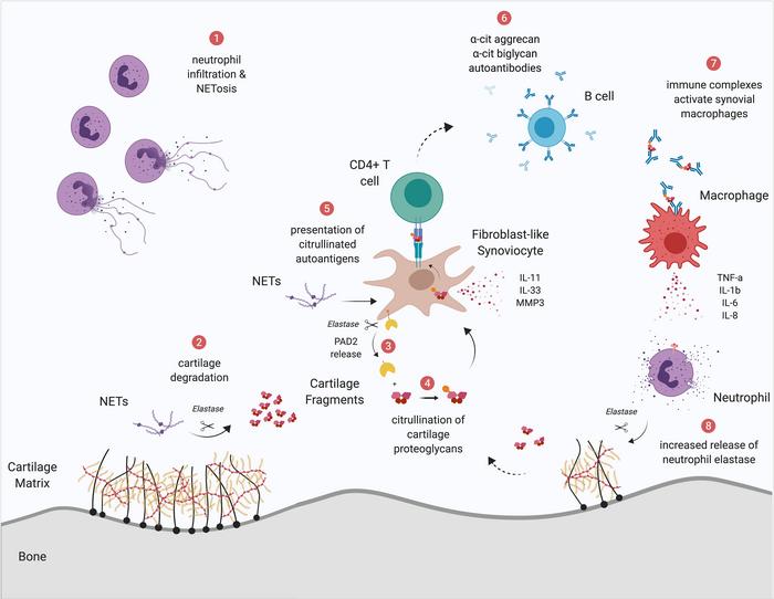 Schematic representation of the role of neutrophil elastase in synovial ...