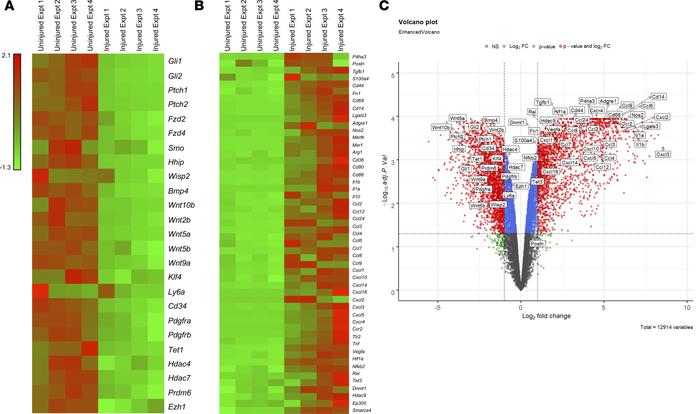 AdvSca1-SM cells downregulate stemness-associated genes and acquire an i...