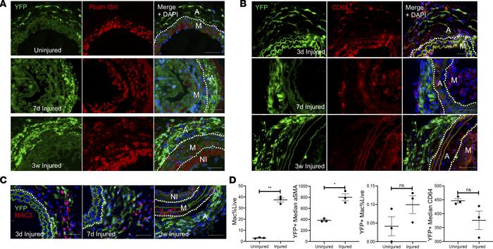 AdvSca1-SM cells adopt a myofibroblast, and only rarely macrophage, phen...