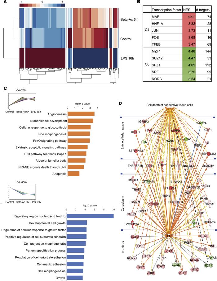 Intraamniotic LPS and Beta-Ac induce cellular apoptosis of connective ti...
