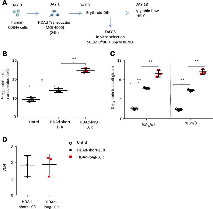 In vitro studies with human CD34+ cells.
(A) Schematic of the experiment...