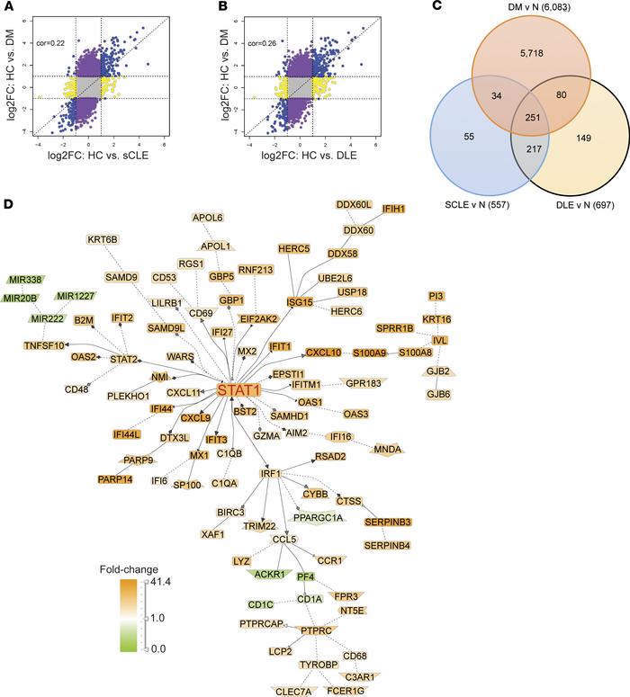 DM shares IFN genes with CLE lesions.
(A and B) Comparison of DEGs in DM...