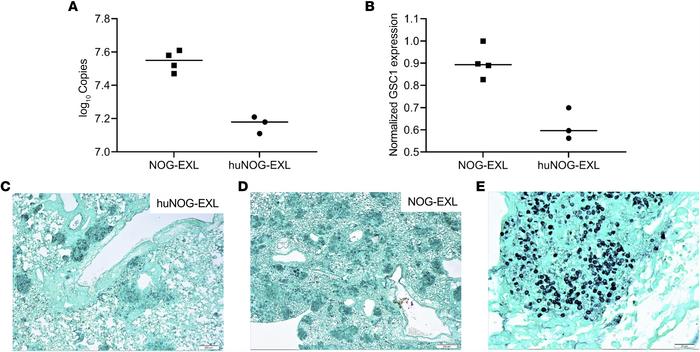 Lung fungal burden correlated with Pneumocystis GSC1 gene expression and...