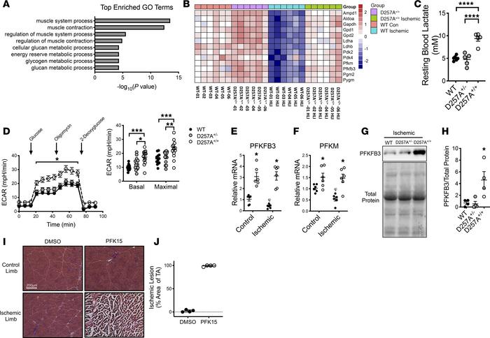 D257A+/+ (mtDNA mutator) mice are metabolically reprogrammed to enhance ...