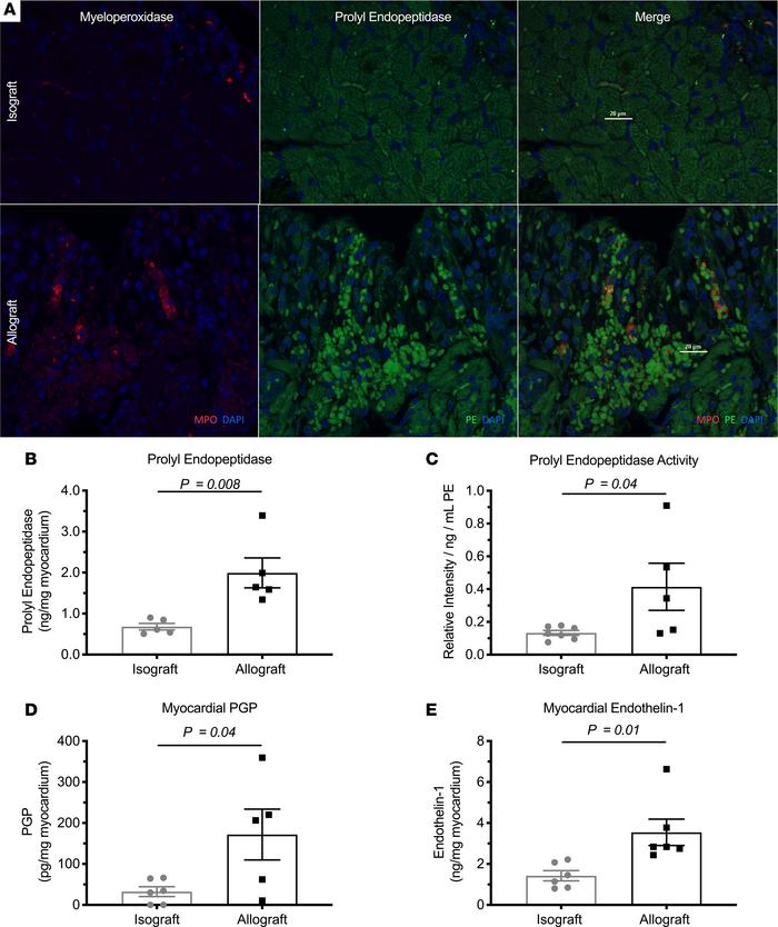 Acute allograft transplant rejection induces graft neutrophil PE and the...