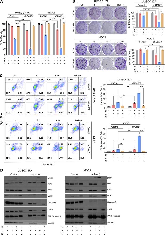 Knockdown of CASP8 sensitizes HNSCCs to necroptotic death by birinapant ...