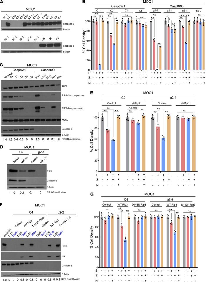 Susceptibility to necroptosis is determined by levels of RIP3 in HNSCCs....