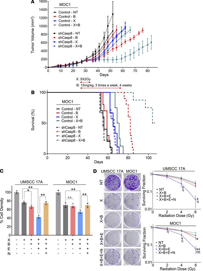 Loss of CASP8 increases sensitivity to single-agent birinapant and birin...