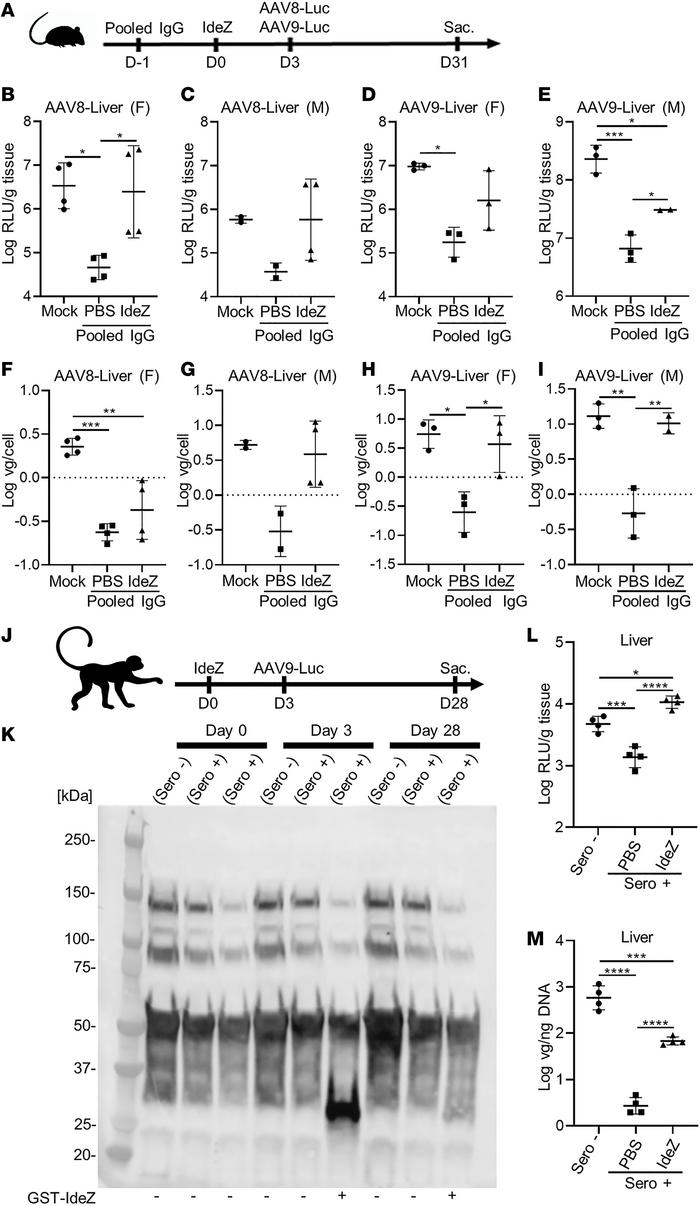 IdeZ rescues AAV8 and AAV9 liver transduction in passively immunized mic...
