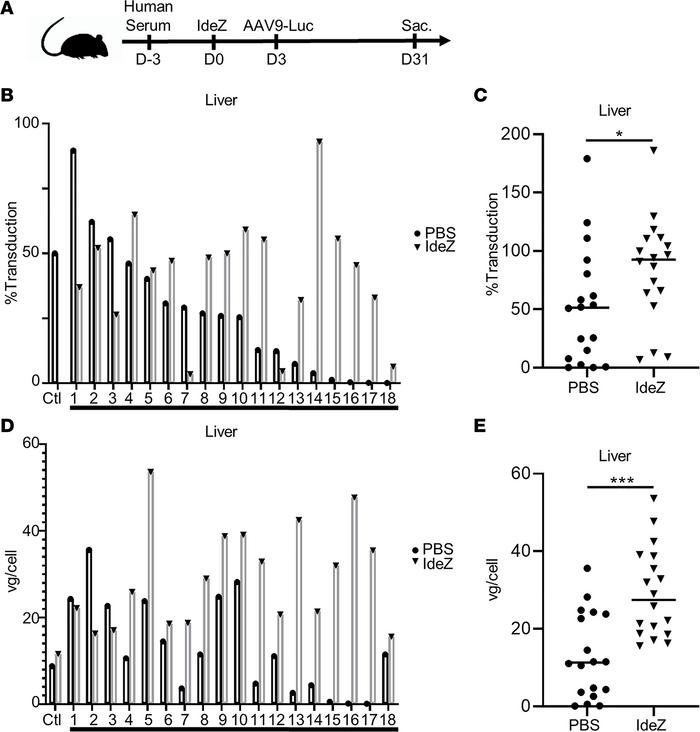 IdeZ rescues AAV9 liver transduction in mice passively immunized with in...