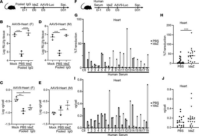 Impact of IdeZ treatment on AAV9 cardiac transduction in passively immun...