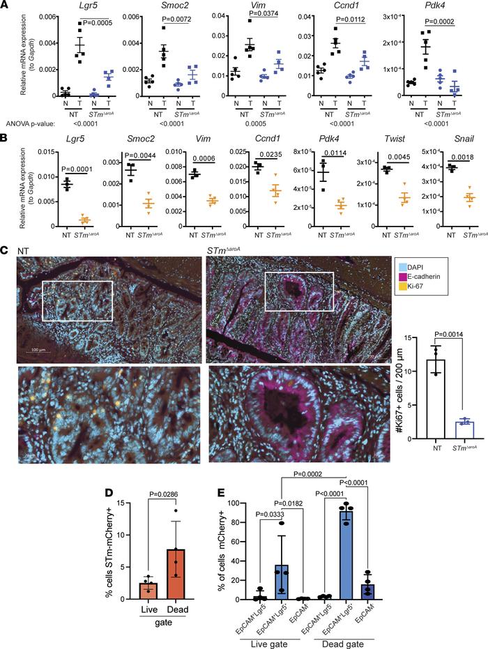 Altered tumor phenotype in STmΔaroA-treated mice.
(A) Quantitative PCR c...