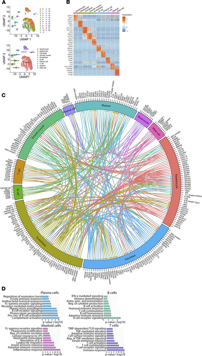 scRNA-Seq helps characterize the inflammatory cell composition of HS.
sc...