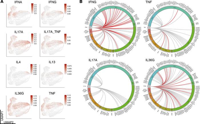 IFN-γ and IL-36 responses are the most prominent keratinocyte immune res...