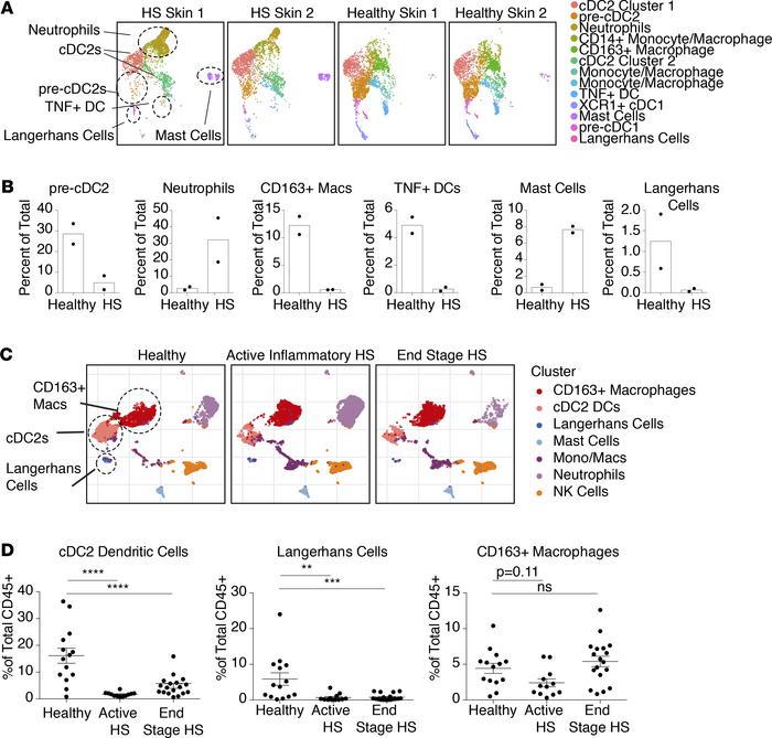 Tissue-infiltrating myeloid cells are dysfunctional in HS skin.
(A) Unif...