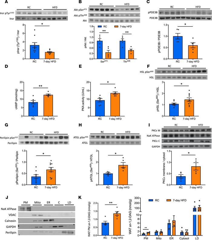 Seven-day HFD feeding impairs insulin-stimulated insulin signaling casca...