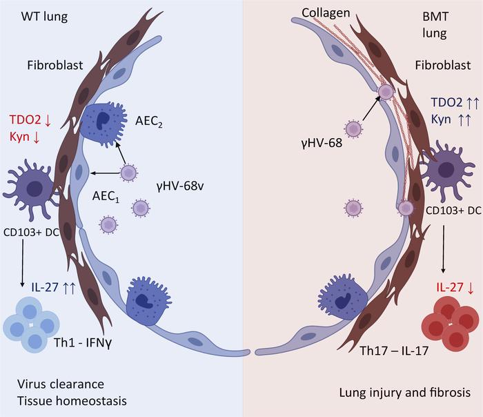 Hypothesized model of lung injury driven by TDO2–AHR following BMT.
In n...