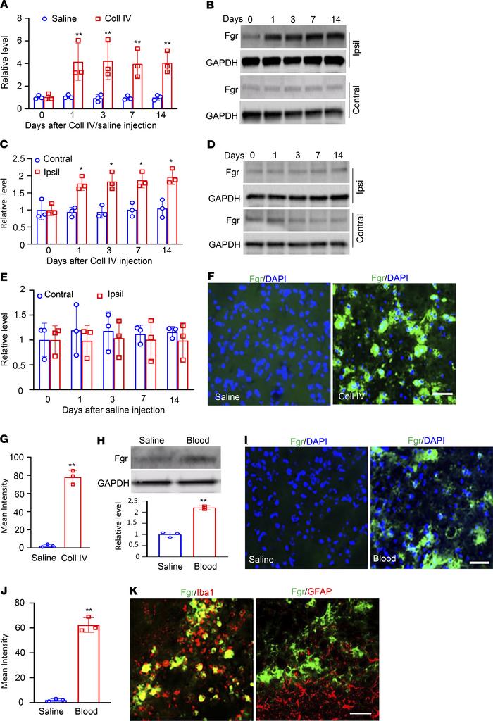 Thalamic Fgr was increased in both collagenase IV– and autologous blood–...