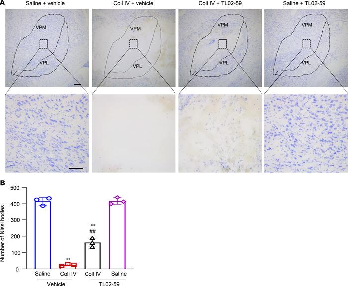Effect of systemic tail vein administration of TL02-59 (15 mg/kg) on Col...