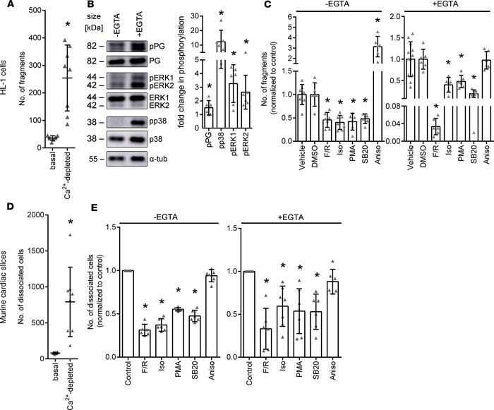 Cardiomyocyte cohesion regulation by different signaling pathways.
(A) D...