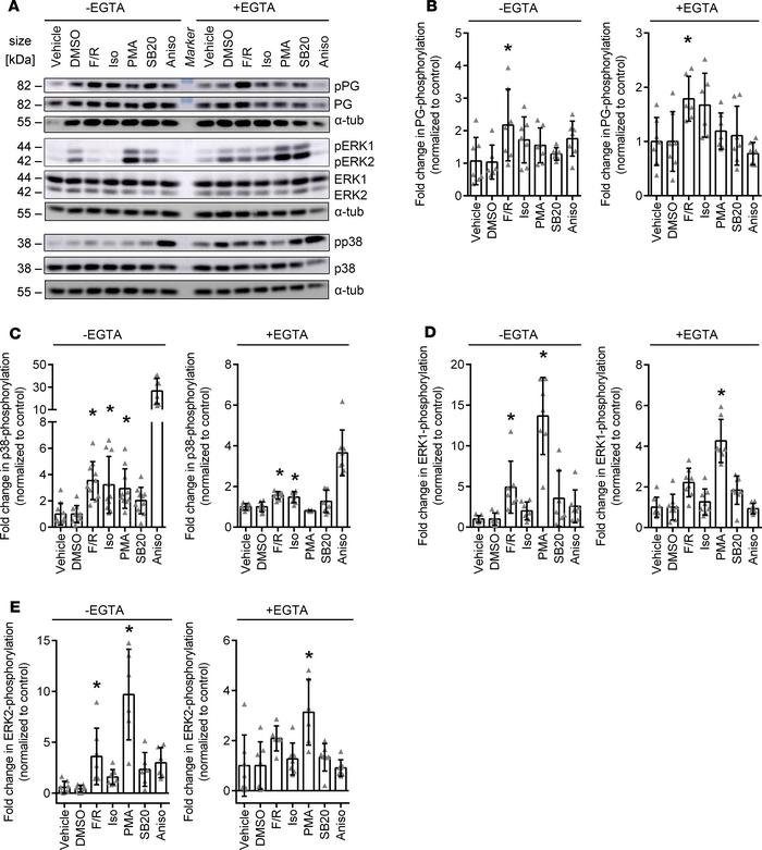 Phosphorylation of signaling proteins in basal and Ca2+-depleted conditi...