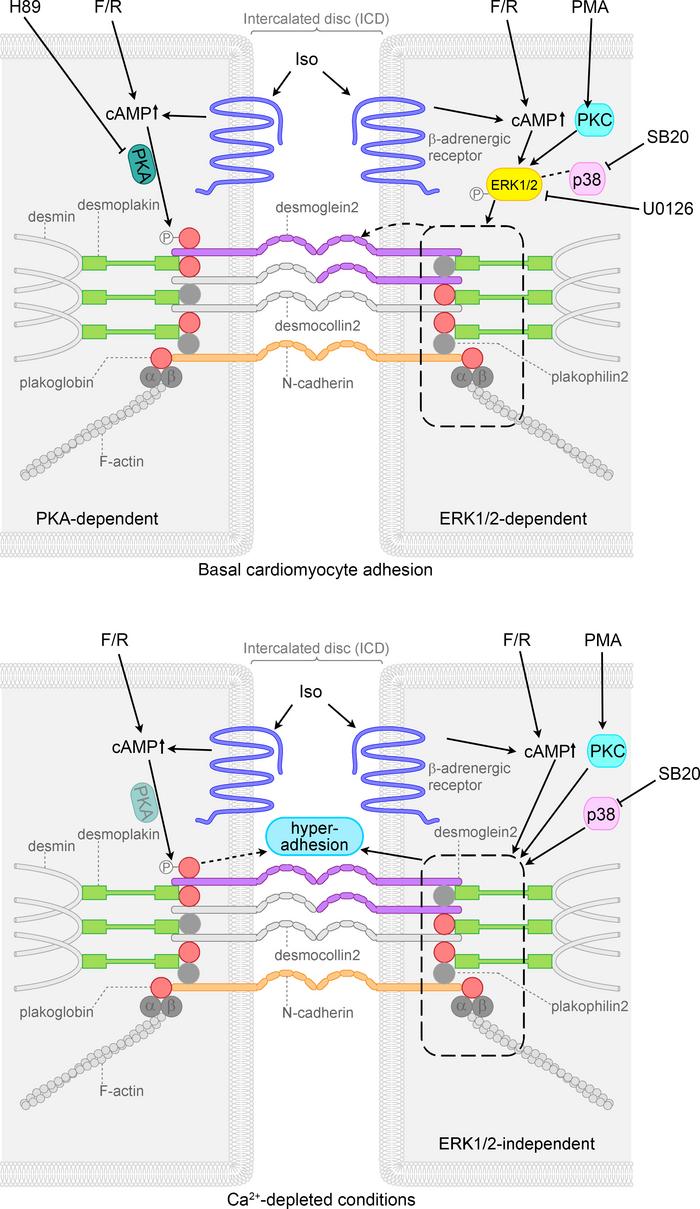 Schematic overview of signaling mechanisms involved in cohesion in HL-1 ...