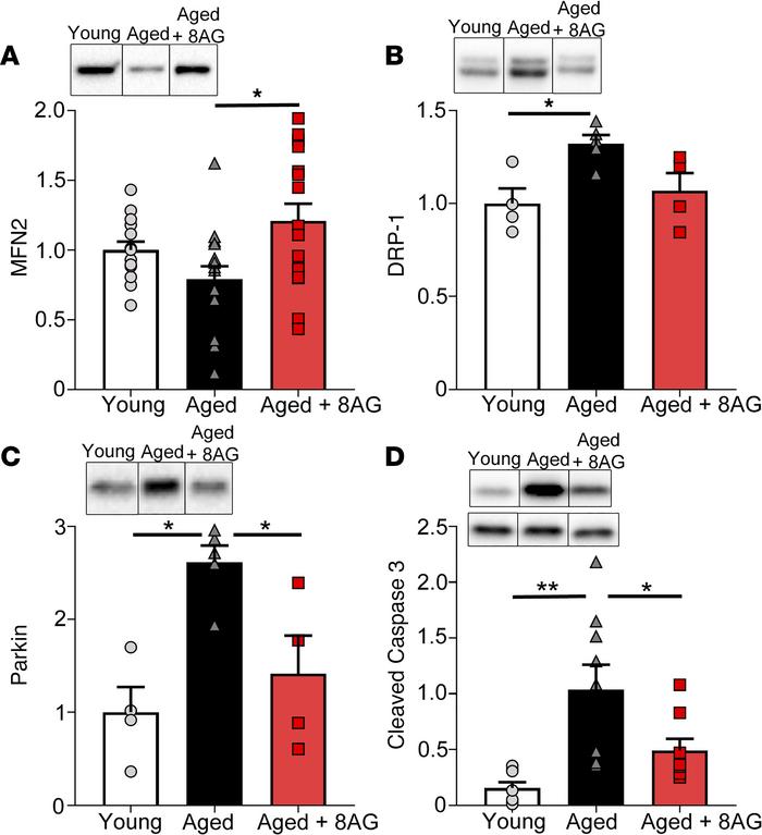 Western immunoblotting revealed significant aging-associated alterations...