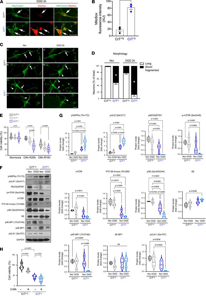 CrT deficiency increases mitochondrial ROS and reduces neuronal viabilit...