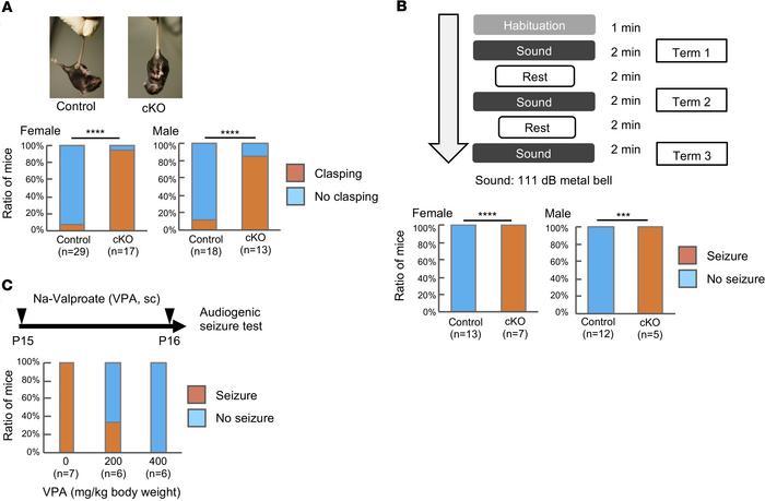 Behavior analyses of Itpa-cKO mice.
(A) Limb-clasping in the tail suspen...