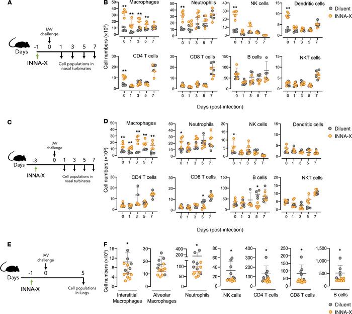 Different cell populations present in the nasal turbinates and lungs aft...