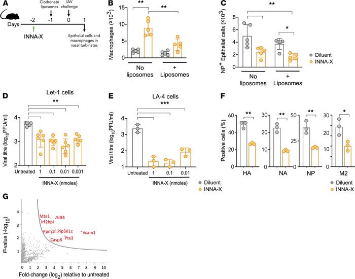 Epithelial cell protection in macrophage-depleted mice and in Let1 and L...
