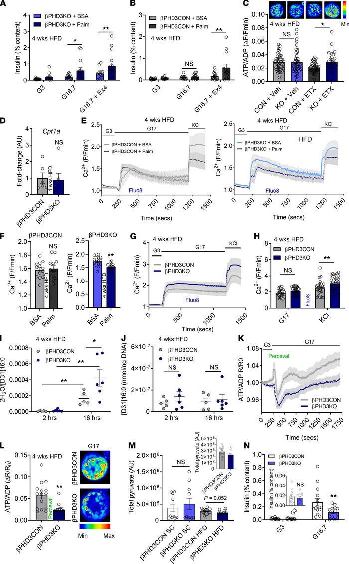 Nutrient preference is altered in βPHD3KO islets during early metabolic ...