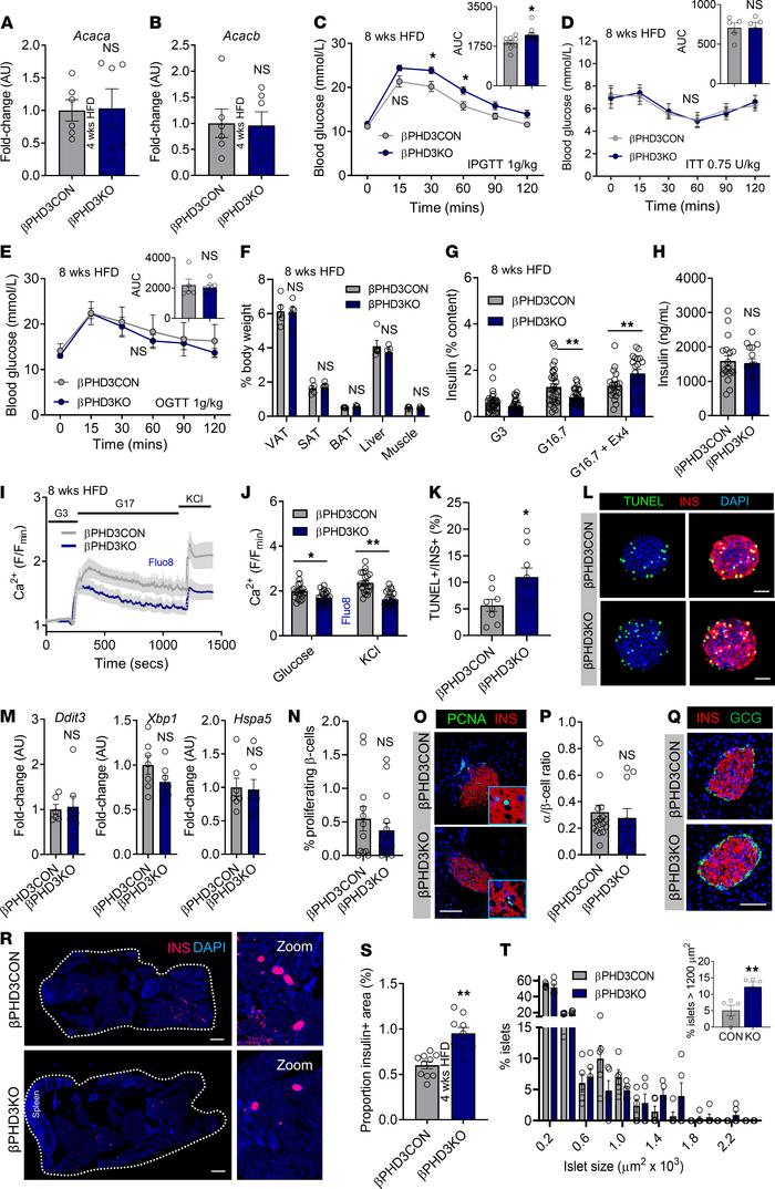 Prolonged metabolic stress (8 weeks HFD) leads to insulin secretory fail...