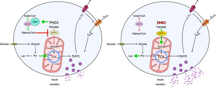 Schematic showing the proposed changes that occur in βPHD3KO islets afte...