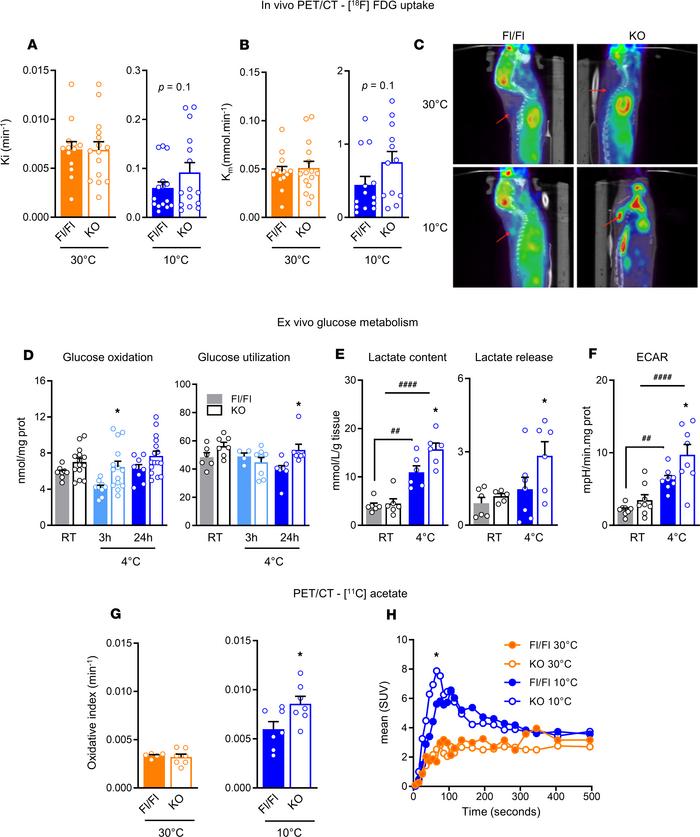 Glucose and oxidative metabolism are enhanced in iBAT from AT-ABHD6–KO m...