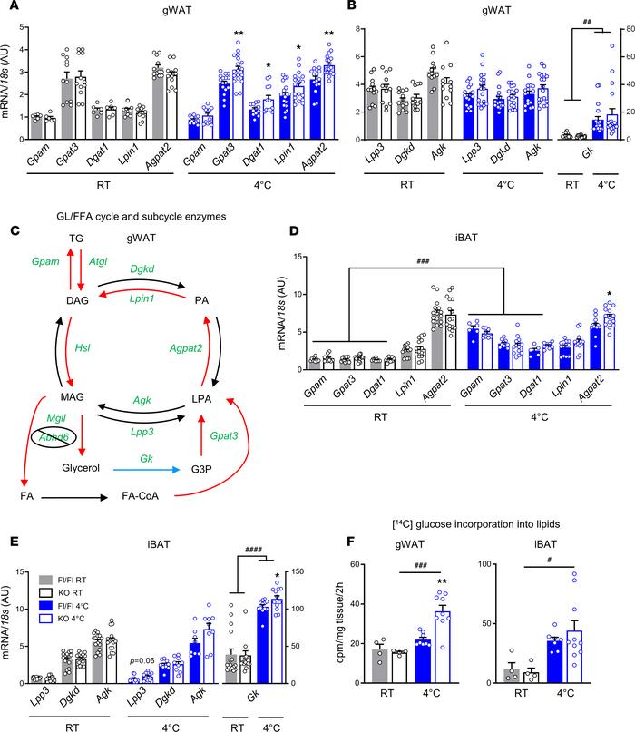 Increased cold-stimulated activity of the lipogenesis arm of the GL/FFA ...