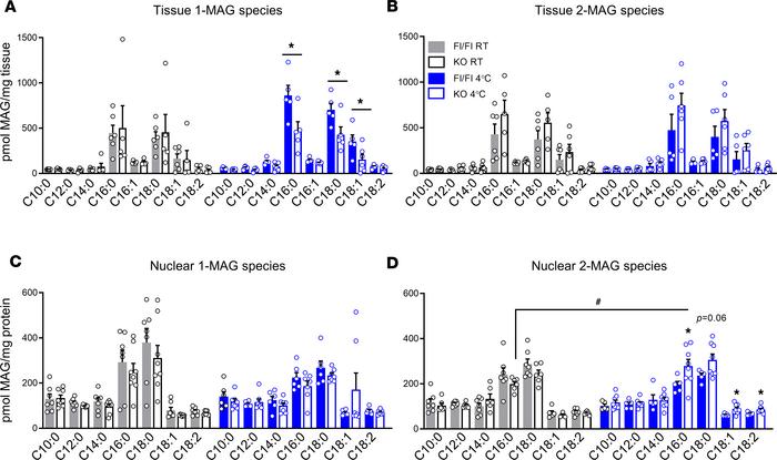 Nuclear 2-MAG levels increase in visceral WAT of cold-challenged KO mice...