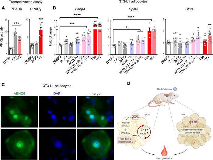 2-MAG as the molecular signal for the cold tolerance phenotype of AT-ABH...