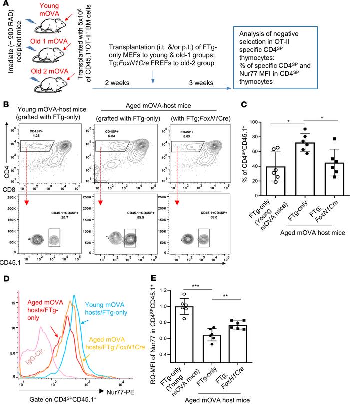 Transplantation of FREFs partially rescued decreased thymocyte negative ...