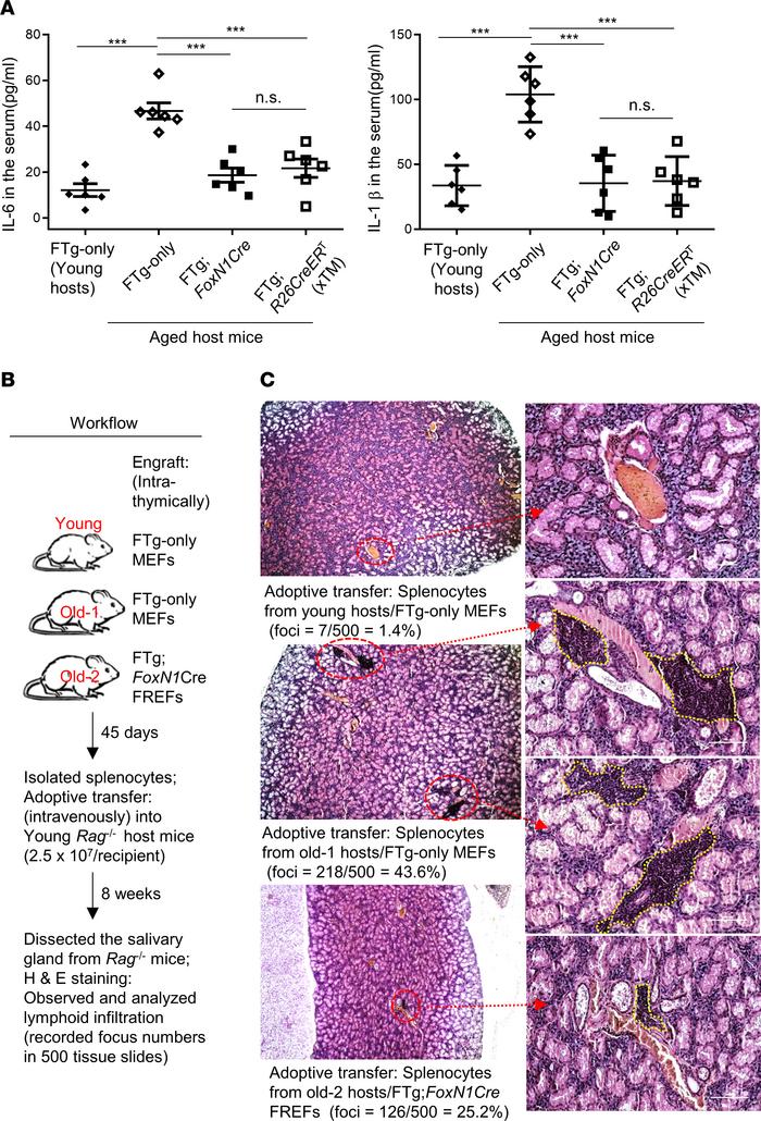 Transplantation of FREFs attenuated inflammaging-associated phenotypes b...