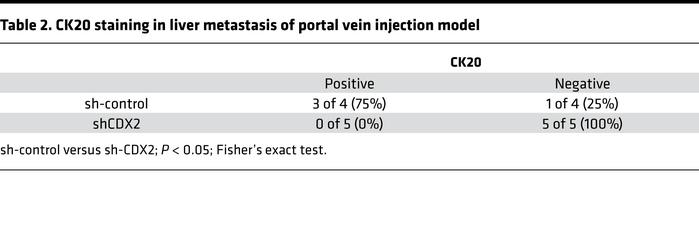 CK20 staining in liver metastasis of portal vein injection model
