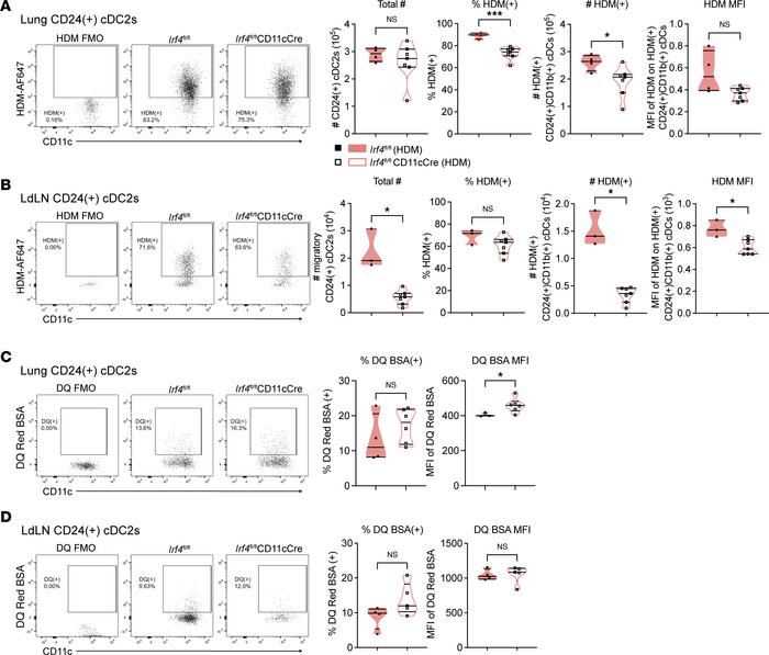 IRF4 regulates allergen phagocytosis and migration of CD24+ cDC2s to the...