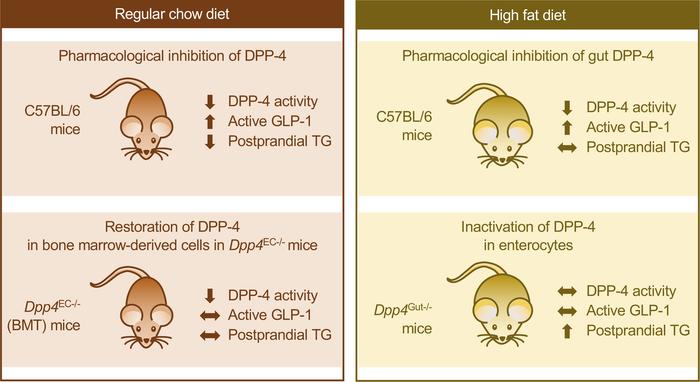 Summary of key messages.
In mice studied under regular chow diet conditi...