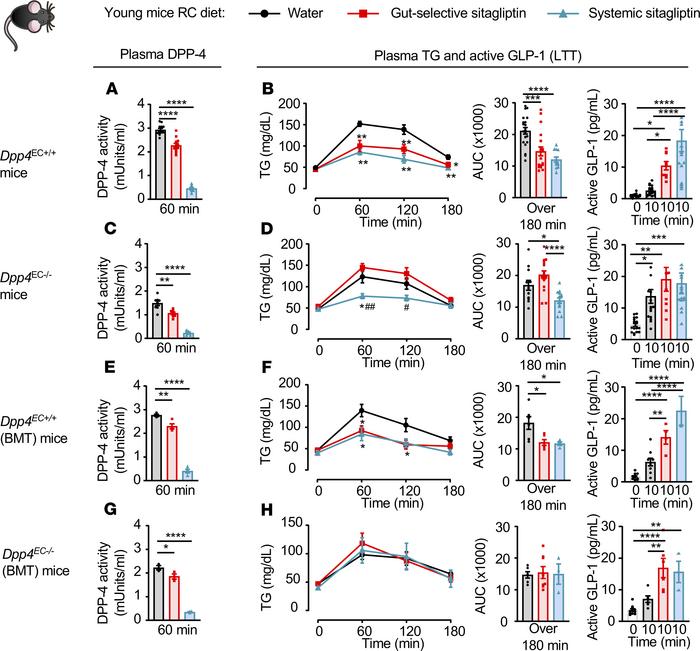 Endothelial and hematopoietic cell–derived DPP-4 is required for the red...