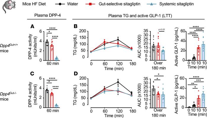 Dysregulation of lipid tolerance in HFD-fed Dpp4Gut–/– mice.
Plasma DPP-...
