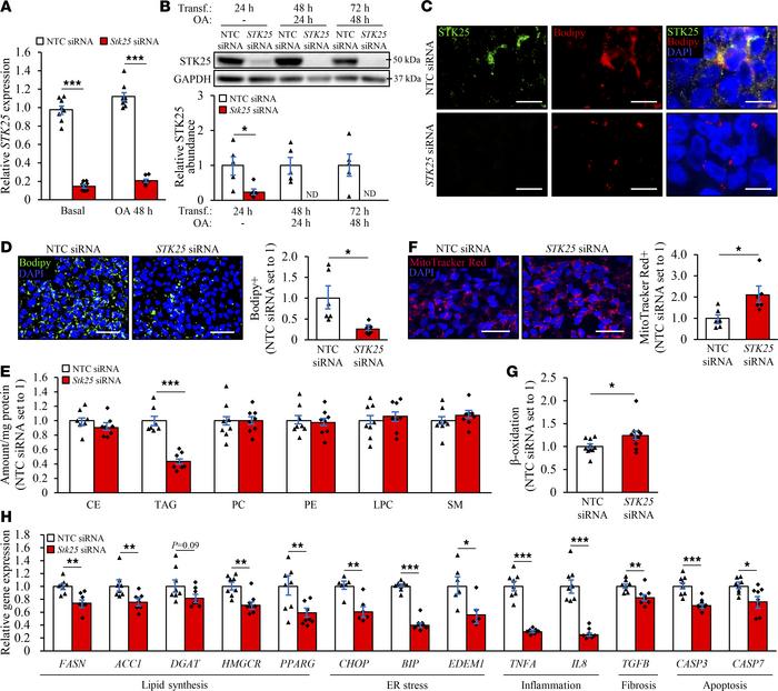 Silencing of STK25 protects HEK293 cells against ectopic lipid storage.
...
