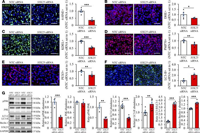 Silencing of STK25 protects HEK293 cells against oxidative and ER stress...