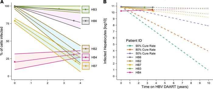 HBV eradication from the liver is slow.
(A) The proportion of infected h...